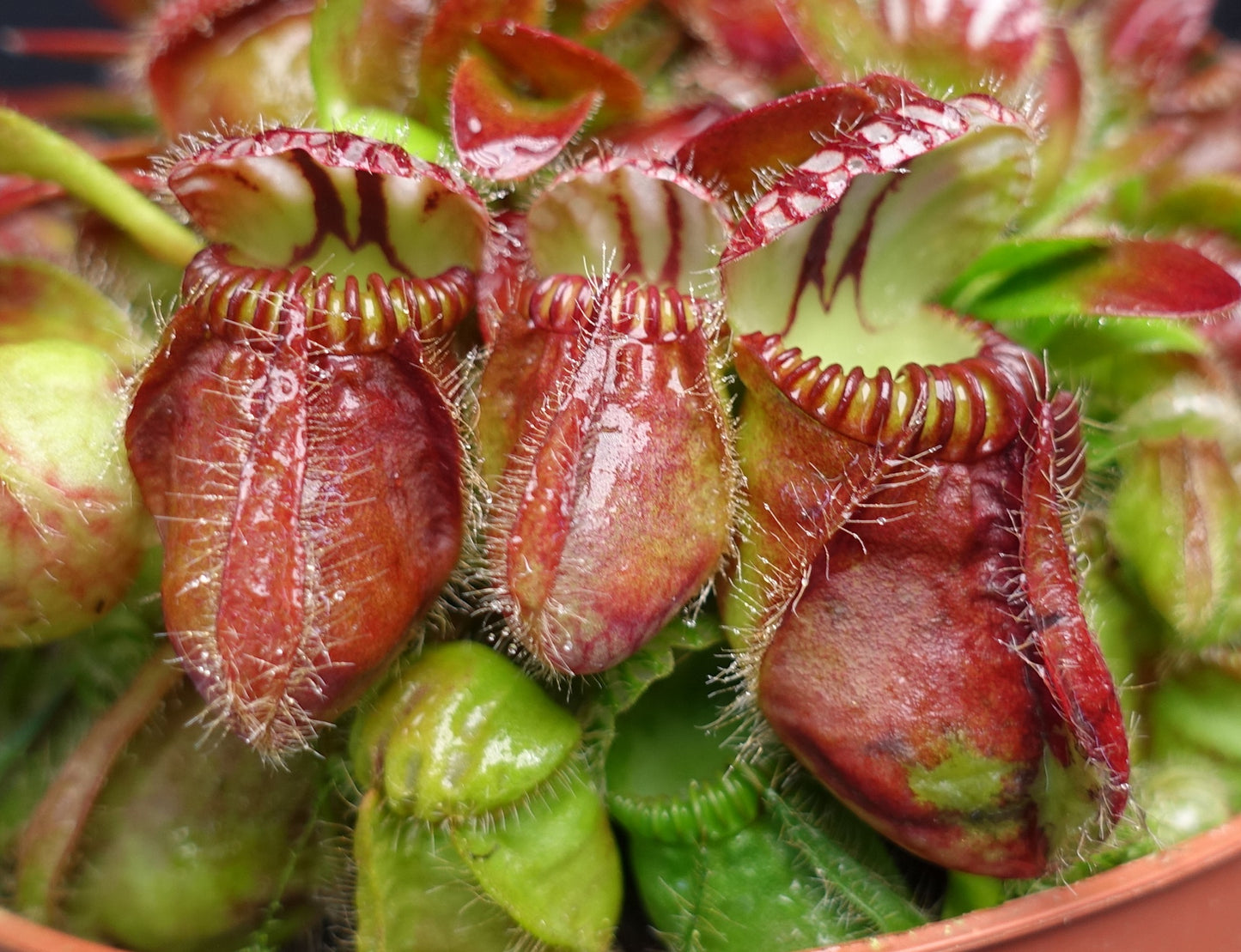 Cephalotus follicularis