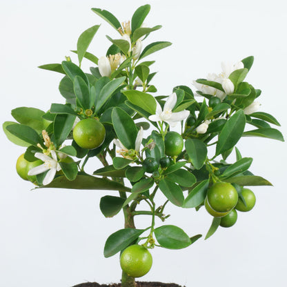 ليمون احمر red lemon