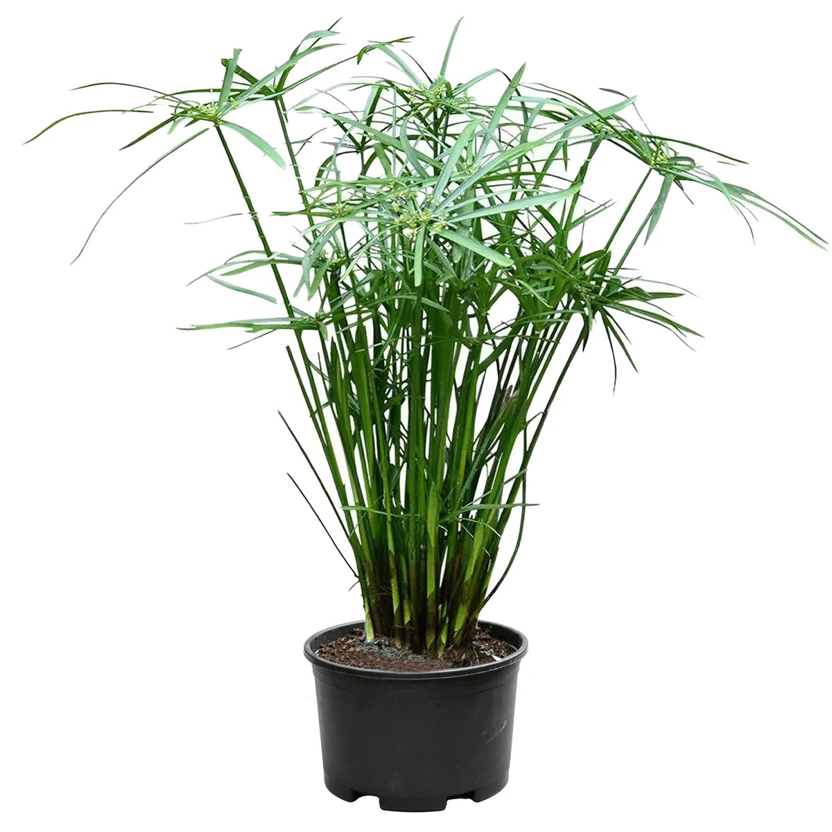 Cyperus alternifolius نبات المضلة