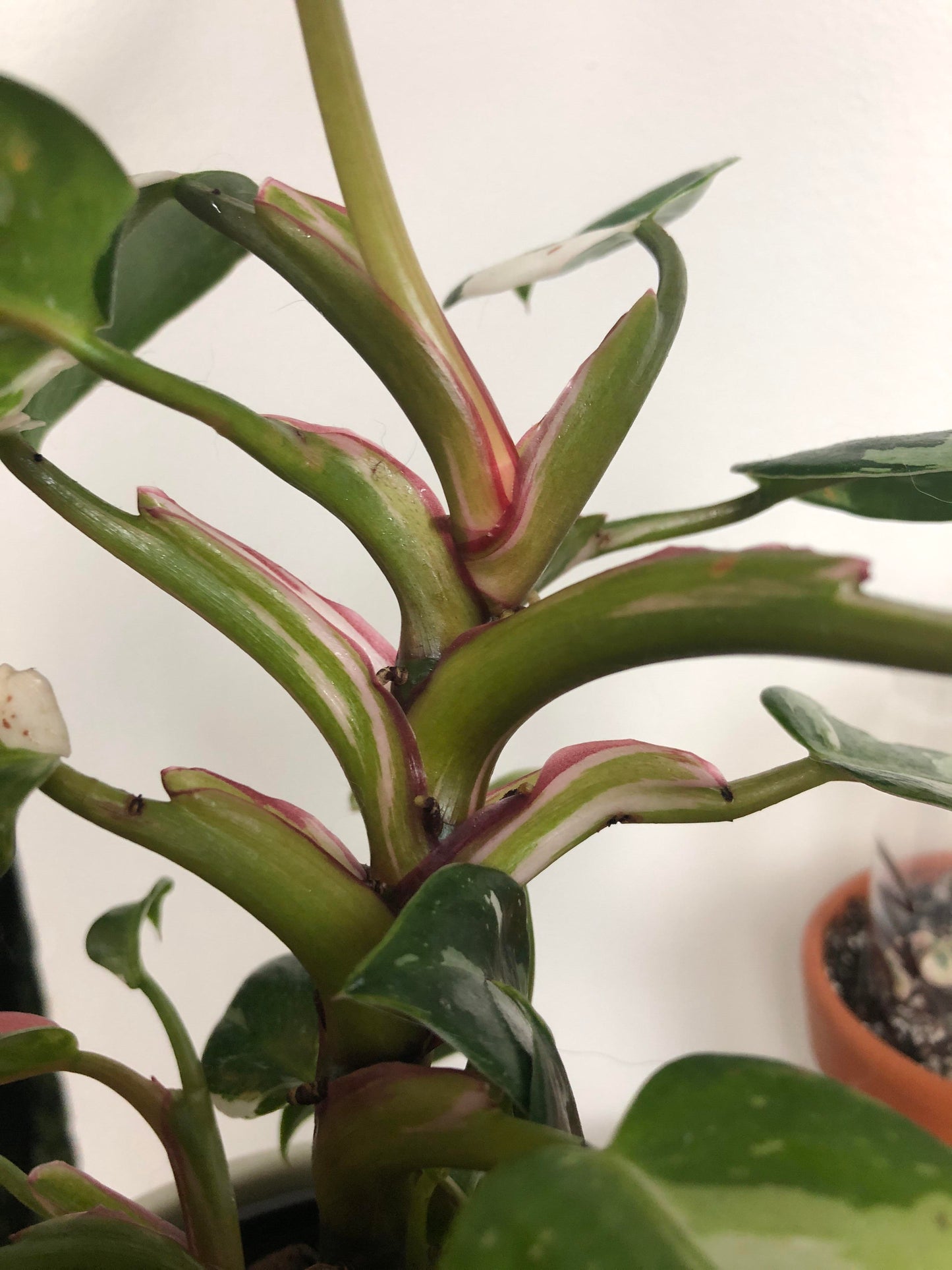 philodendron white princess turning pink