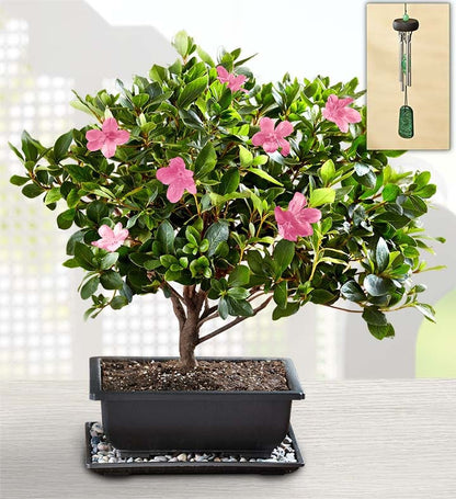 Bonsai azalea