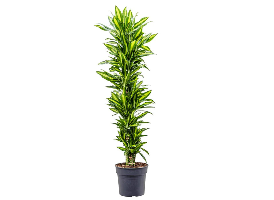 Dracaena fr. cintho 34cm دراسينا فرانكينيانا "سينثو"