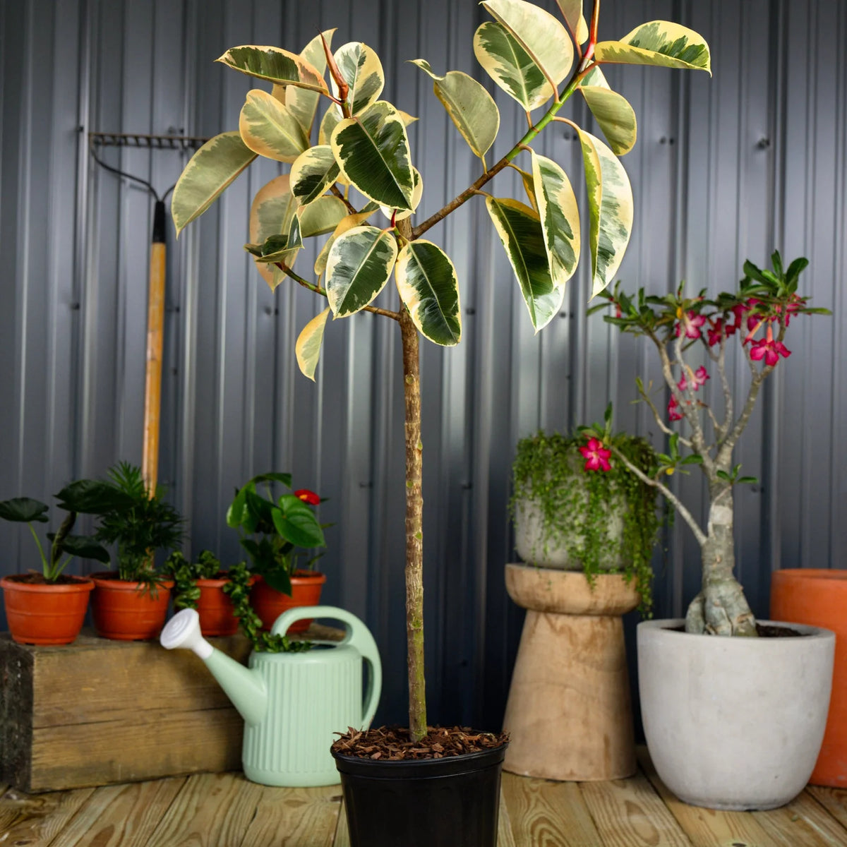 Ficus elastica tineke 27-100cm فيكوس إلاتيكا تاينك