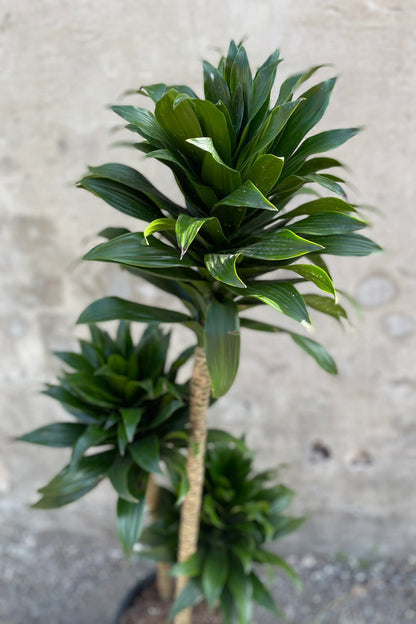 Dracaena Compacta 40cm -  ارتفاع 190cm   دراسينا كومباكتا