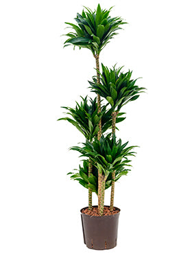 Dracaena Compacta 40cm - 190 cm دراسينا كومباكتا