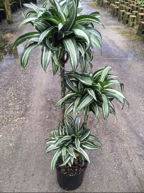 Dracaena Jade Jewel