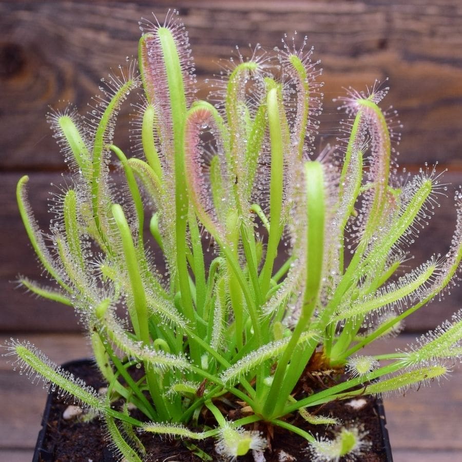 Drosera capensis alba