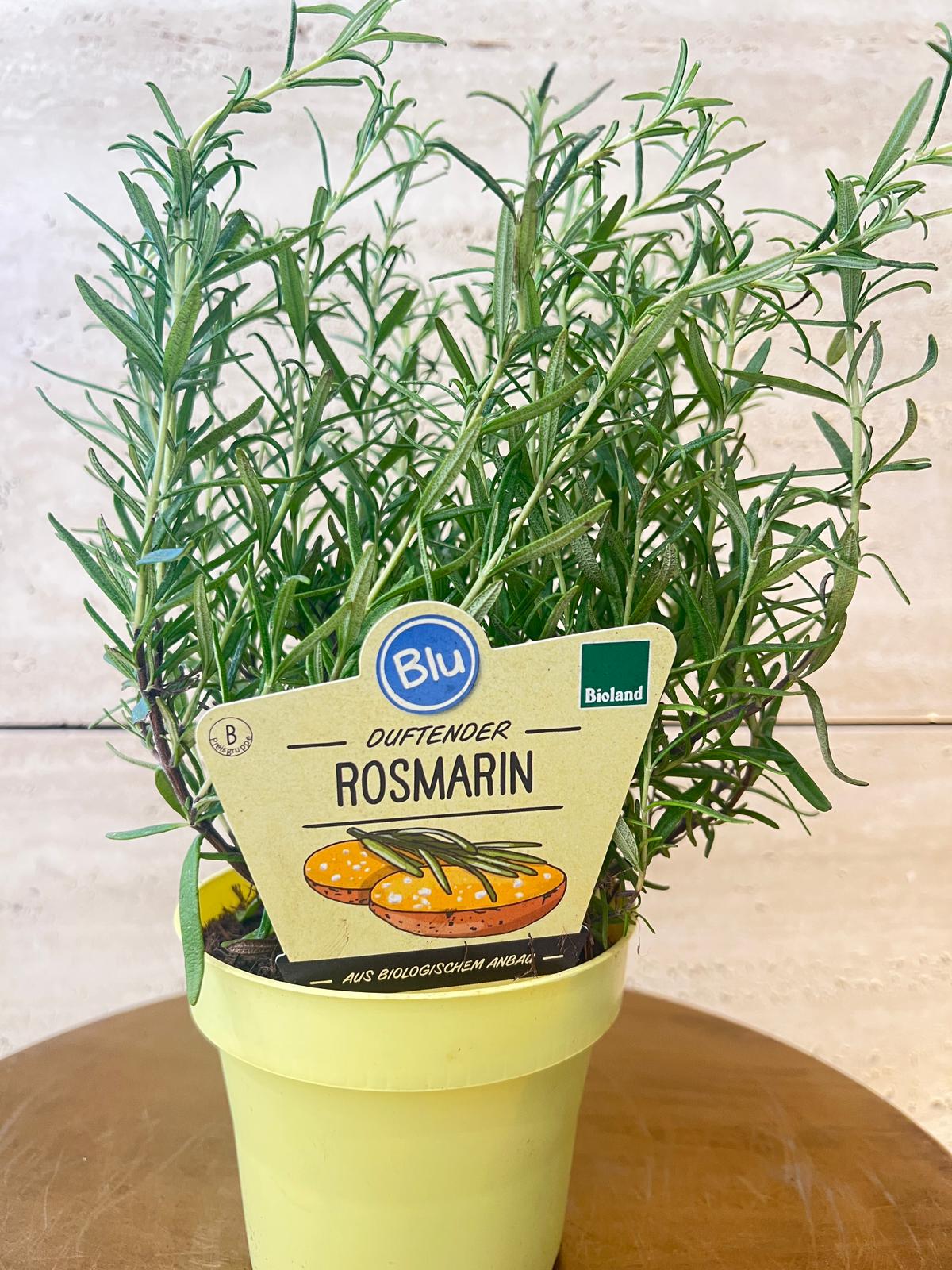 روزماري للمشاوي