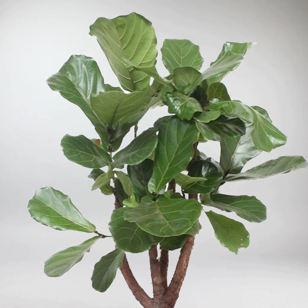 Ficus Lyrata bush فيكوس ليراتا