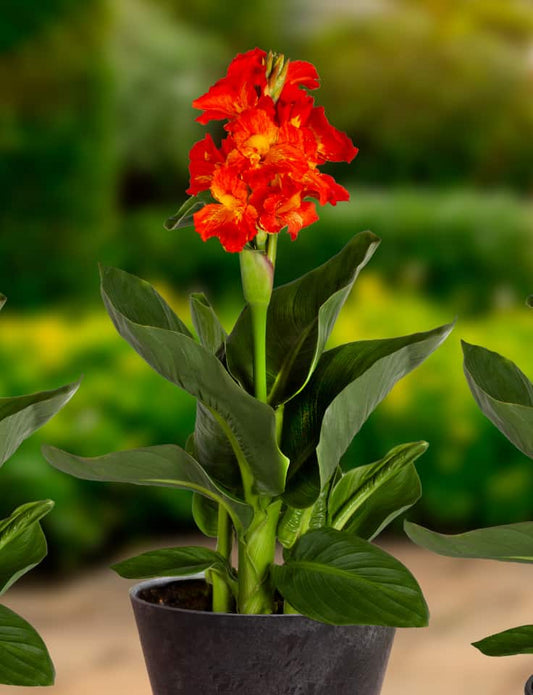 Canna Cleo (18X18) F:orange/L:green