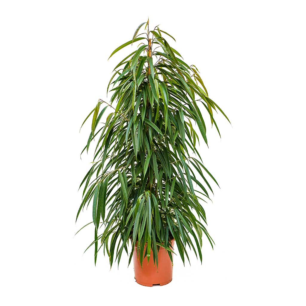 Ficus bin Mahori / Alii Gevlochten فيكوس بن ماهوري / ألي غيفلوختن