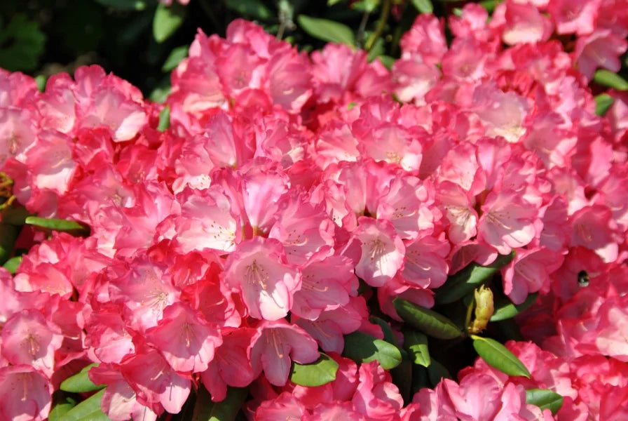 Rhododendron ازاليا  'Fantasica'