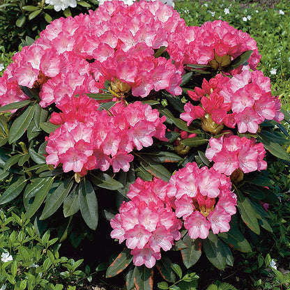 Rhododendron ازاليا  'Fantasica'