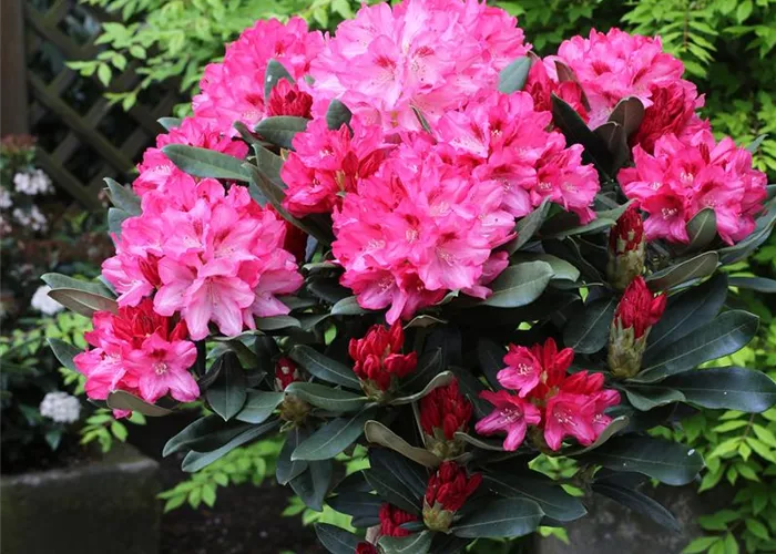 Rhododendron ازاليا  'Fantasica'