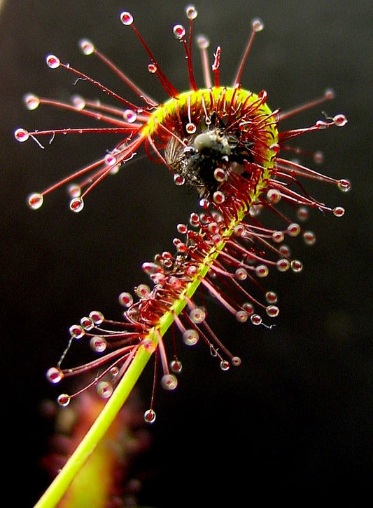 Drosera capenisis