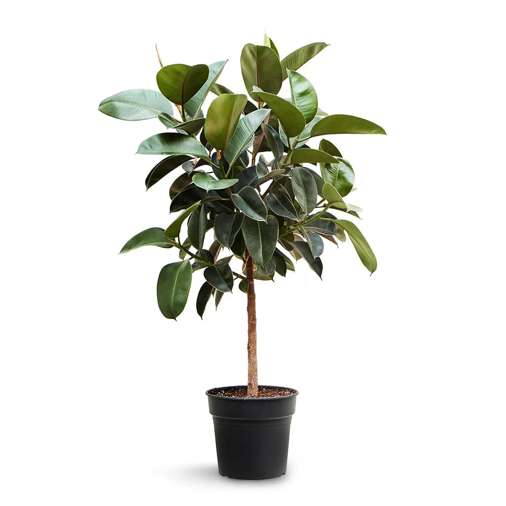 Ficus elastica robusta 160 cm فيكوس إلاتيكا روبوستا