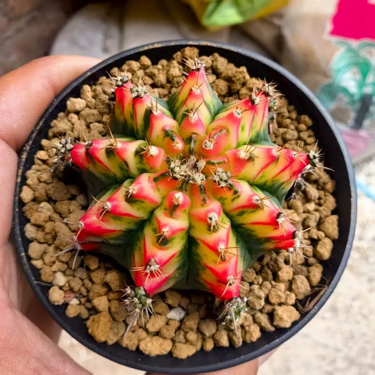 Gymnocalycium miha. japan صبار