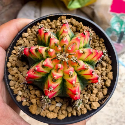 Gymnocalycium miha. japan صبار