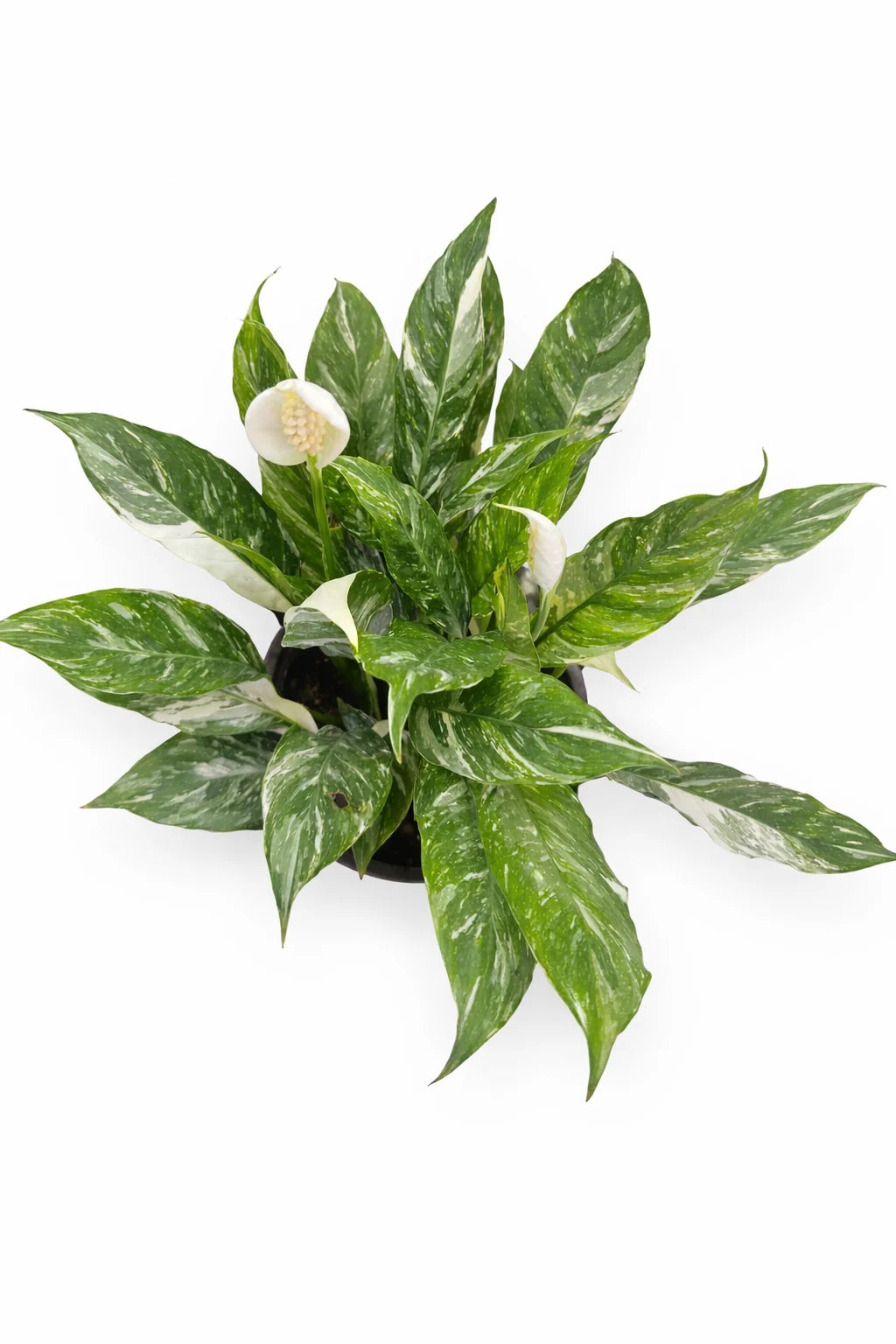 Spathiphyllum diamond زنبق السلام مبرغش