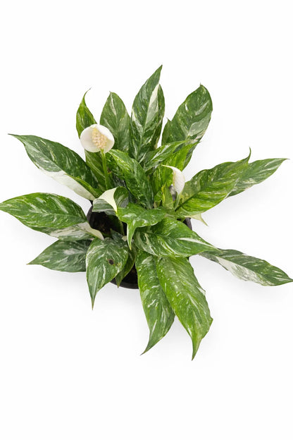 Spathiphyllum diamond زنبق السلام مبرغش