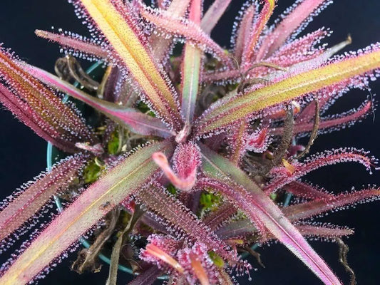 Drosera adelae