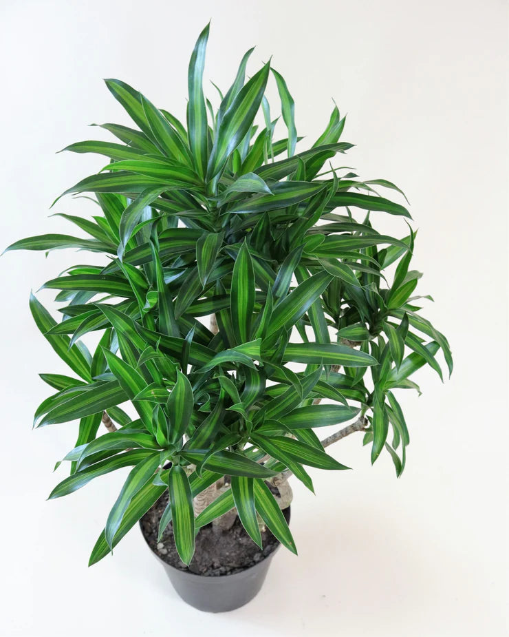 Dracaena India stem P34