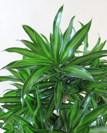 Dracaena India stem P34