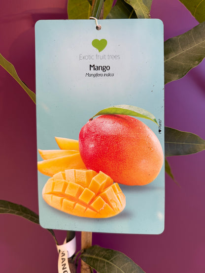 mango tommy Adkins منجا
