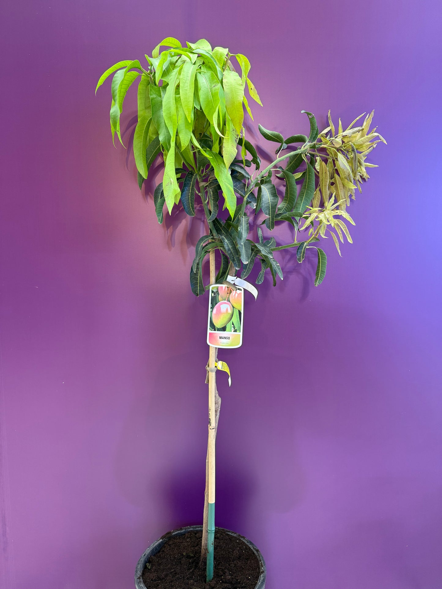 Mango sensation  منجا up to 2m