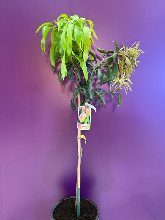 Mango sensation  منجا up to 2m