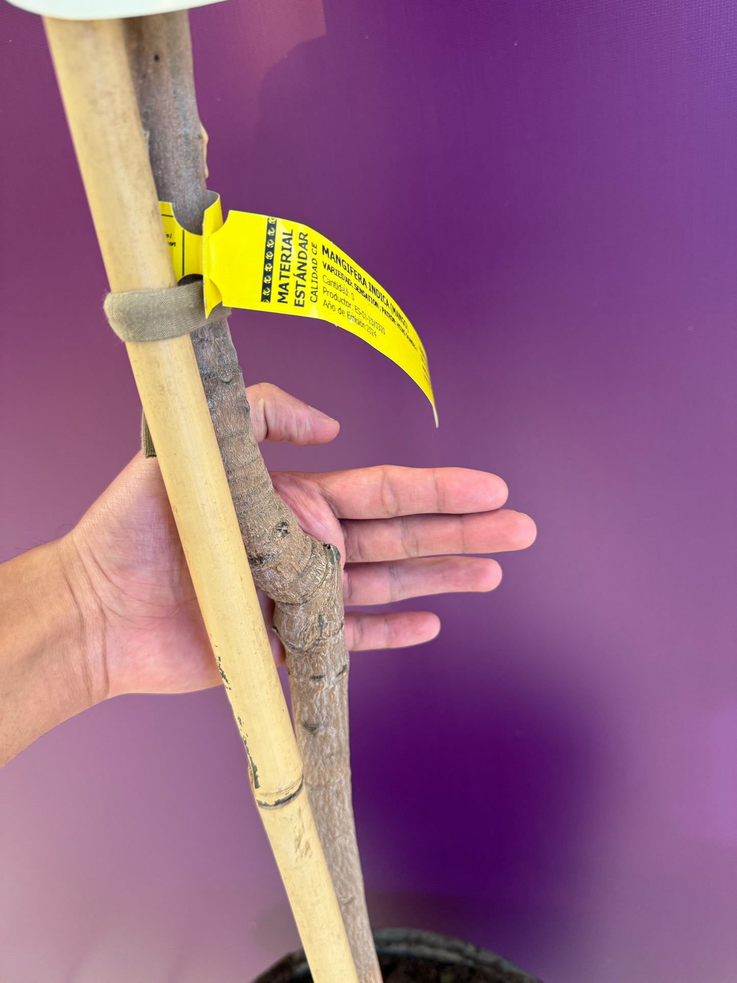 Mango sensation  منجا up to 2m