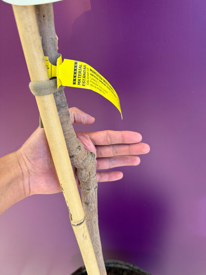 Mango sensation  منجا up to 2m