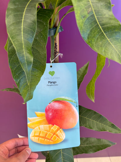 Mango Palmer منجا
