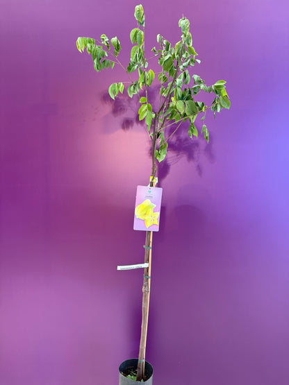 Averrhoa carambola Arkin