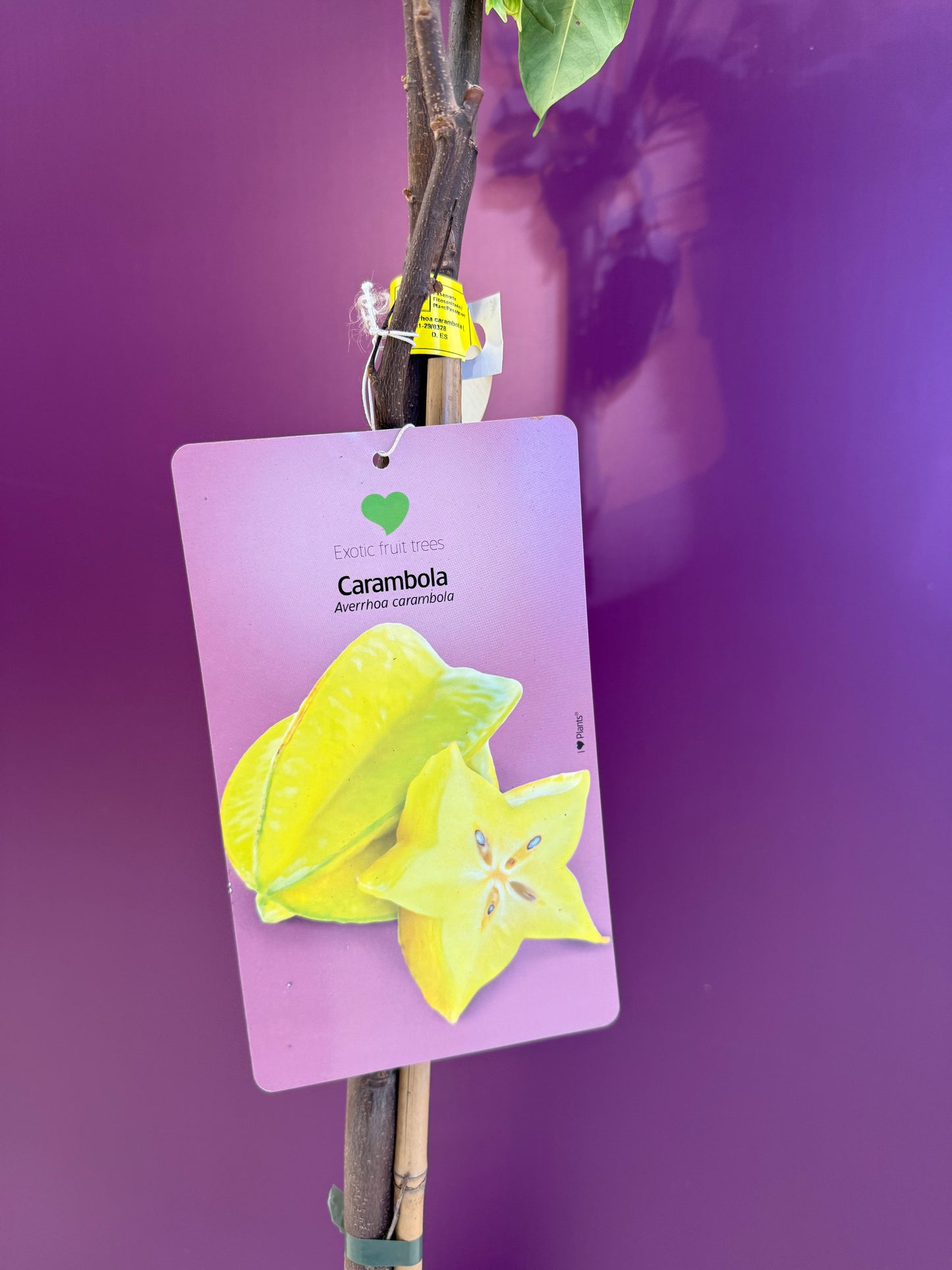 Averrhoa carambola Arkin