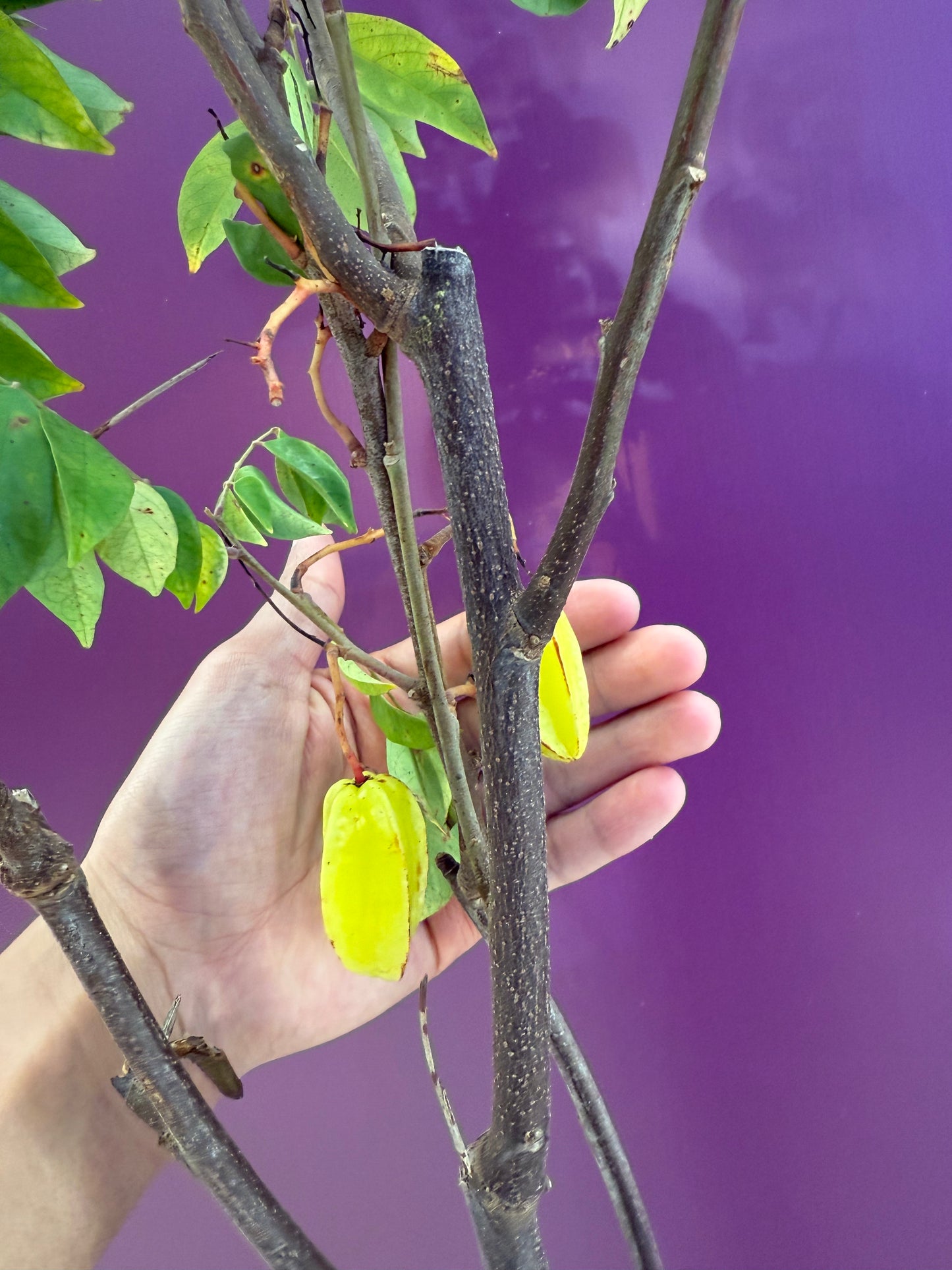 Averrhoa carambola Arkin