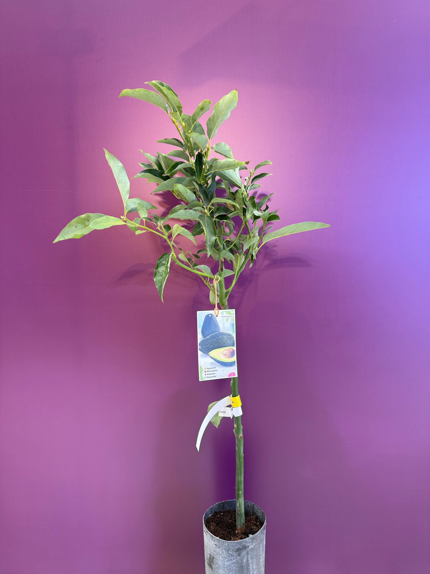 avocado Ettinger Aguacate  افوكادو للعصير