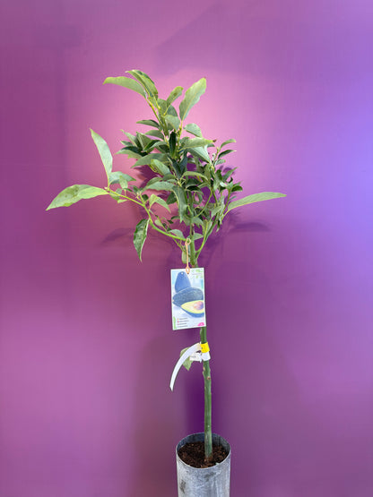 avocado Ettinger Aguacate  افوكادو للعصير