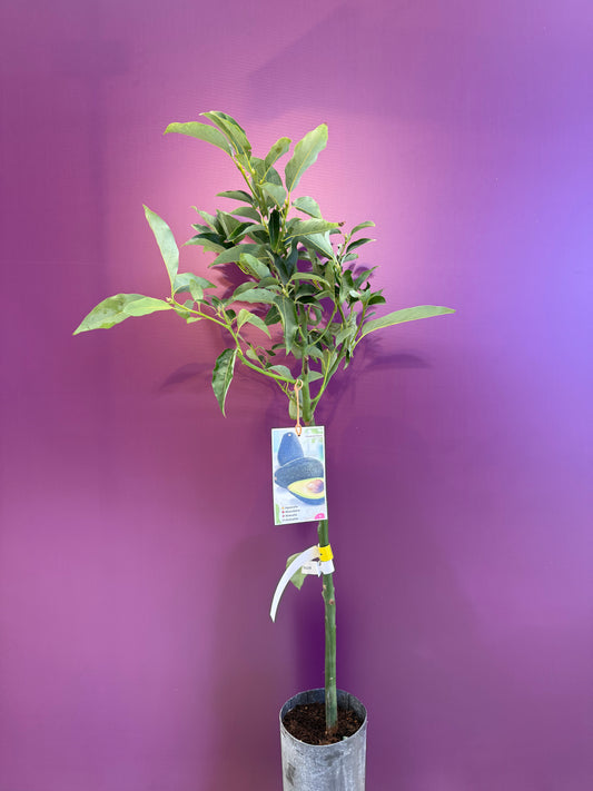 avocado Ettinger Aguacate  افوكادو للعصير