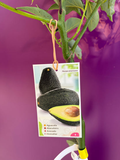 avocado Ettinger Aguacate  افوكادو للعصير