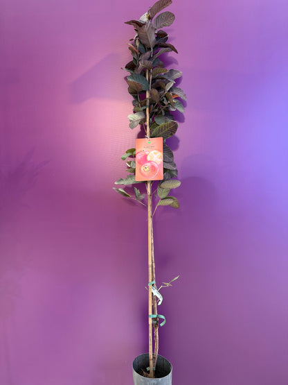 Psidium guajava Guayaba roja جوافة فراولة صغيرة