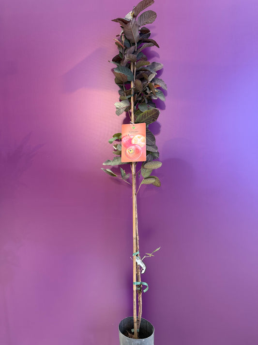 Psidium guajava Guayaba roja جوافة فراولة صغيرة