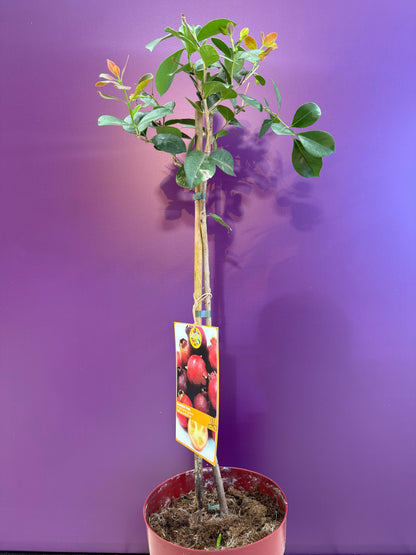 Psidium guajava Cattleianum Guayaba Fresa جوافة الفراولة