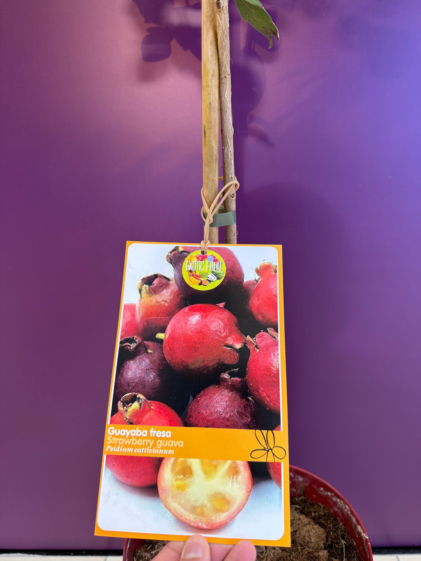 Psidium guajava Cattleianum Guayaba Fresa جوافة الفراولة