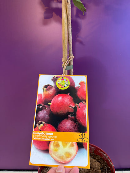 Psidium guajava Cattleianum Guayaba Fresa جوافة الفراولة
