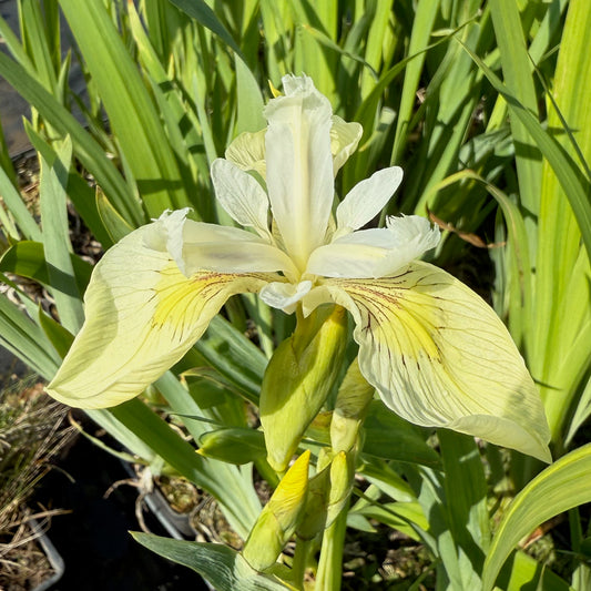 Iris pseudacorus Alba (18x18)