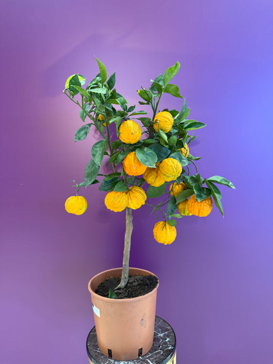 برتقال ملكي canaliculata