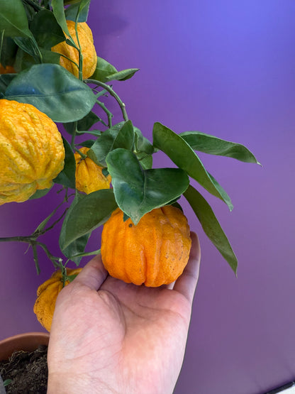 برتقال ملكي canaliculata