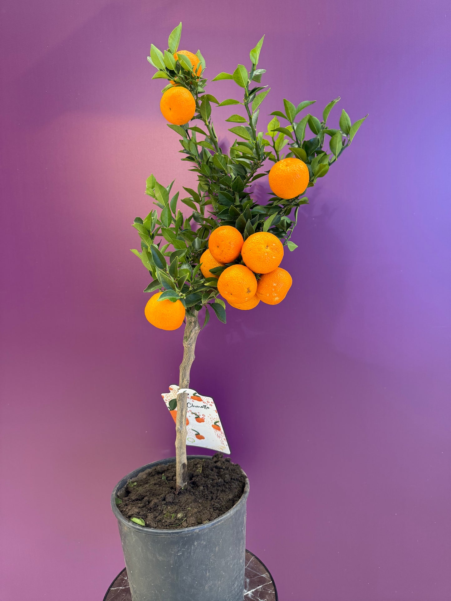 Citrus sinensis Arancia برتقال للعصير