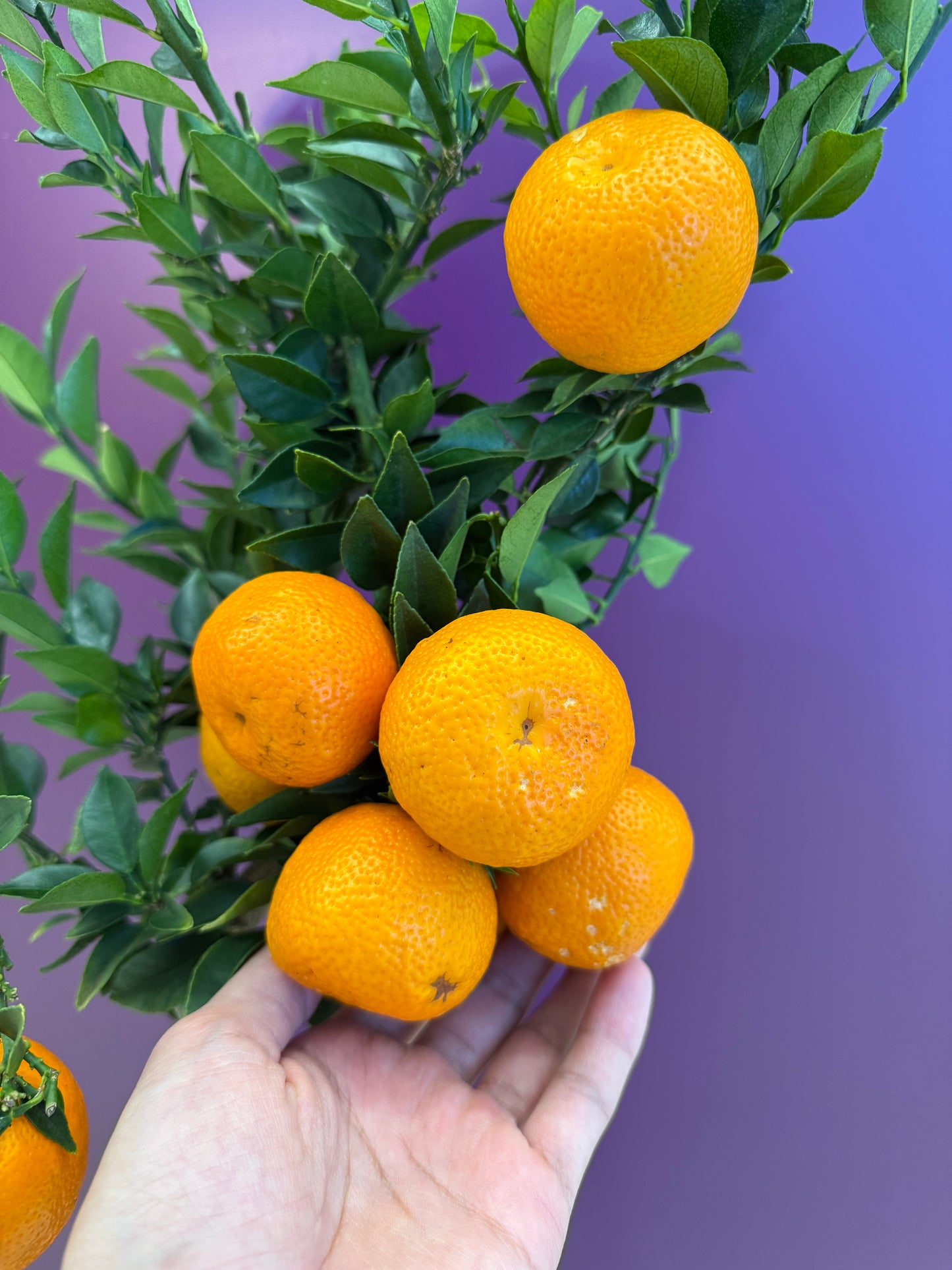 Citrus sinensis Arancia برتقال للعصير